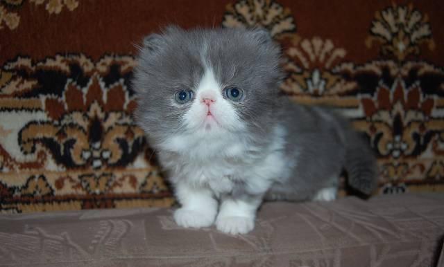 Персидский котик Новоалтайск