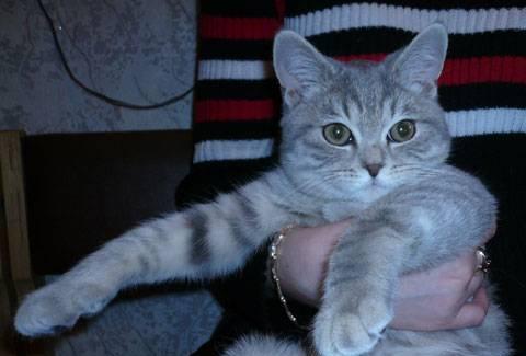Подрощенные котята  тигровые шотландские страйты Москва