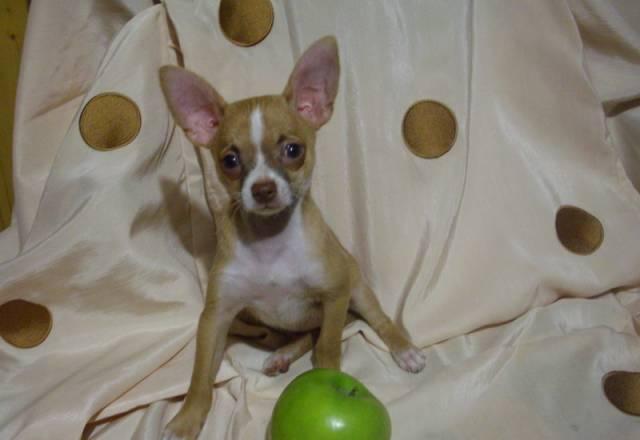 Девочки чихуа хуа гш недорого Москва