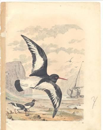 Старинные литографии Москва