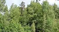 Лесной участок от 10 соток на Киевском шоссе Москва