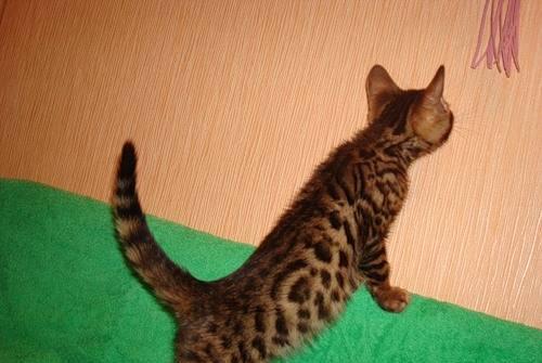 Бенгальские котята Электросталь