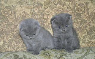 Вислоухие котята Санкт-Петербург