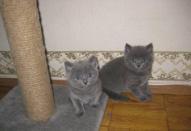 Британские котята Воскресенск