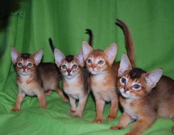 Продажа абиссинских котят Москва