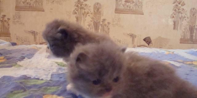 Персидские котята Санкт-Петербург