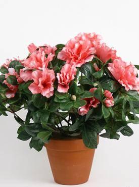 Куплю для вас растения Москва