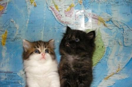 Котята метисы сибирской кошки Москва