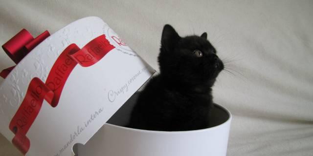 Чёрная кошка, британская короткошерстная Москва