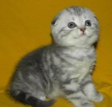 Шотландские вислоухие и прямоухие котята Москва