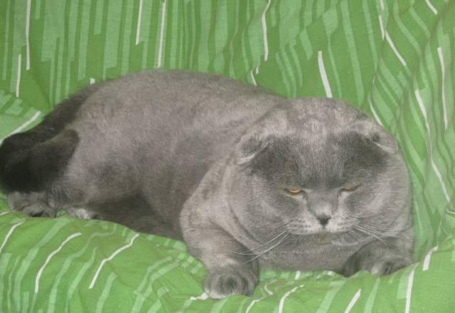 Шотландский вислоухий кот, еврочемпион, вязка Москва
