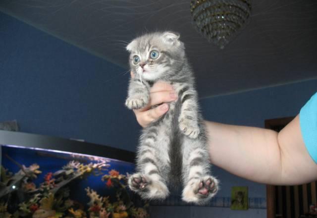 Котик голубой мраморный вислоухий Москва