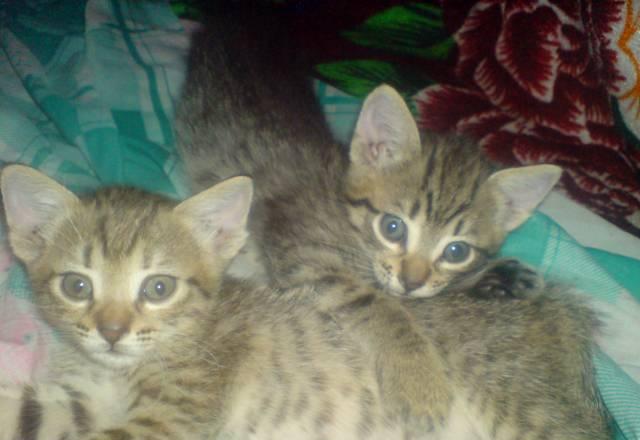 Отдам котят в хорошие руки Верхняя Пышма