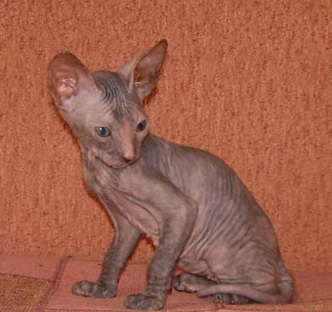 Донской сфинкс, котенок Тюмень