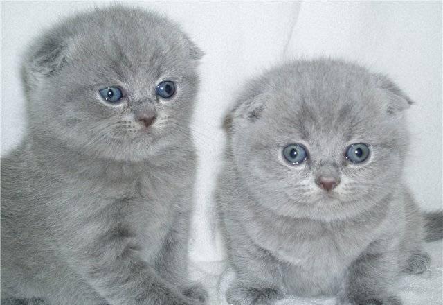Котята британские и шотландские вислоухие Москва