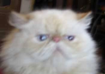 Символическую плату подрощенных котов Москва