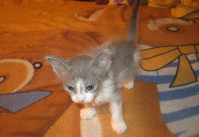 Котенок помеси сфинкса и перса в добрые руки Москва