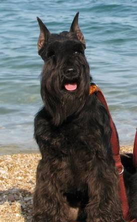 Щенки цвергшнауцера Ростов-на-Дону