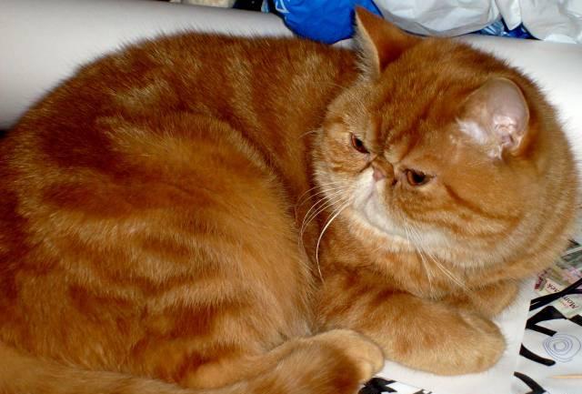 Котята.Ярко-рыжие.Любовь с первого взгляда Санкт-Петербург