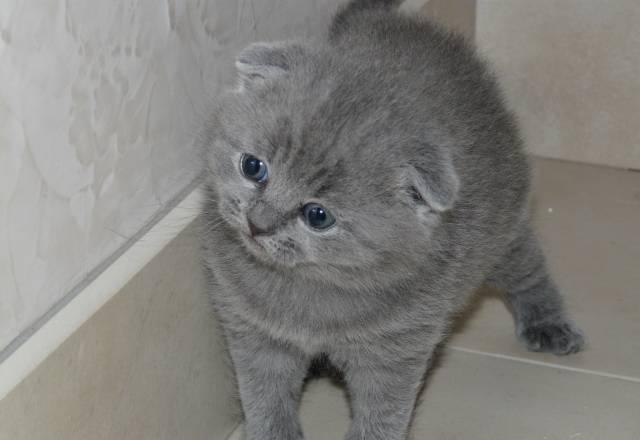 Шотландские голубые котята Санкт-Петербург
