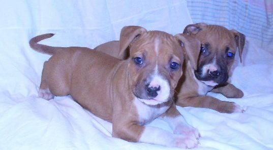 Американский Cтаффордширский терьер щенки Москва