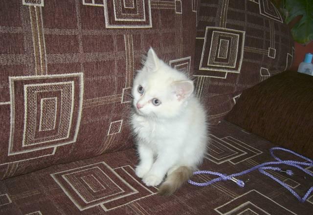 Котята Тюмень