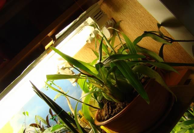 Coelogyne cristata цветущая Санкт-Петербург