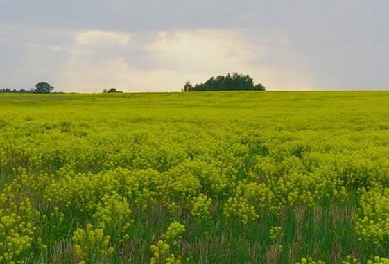 5,23 га, Межозерное, Выб-й р-он, 85 км. от СПб Санкт-Петербург