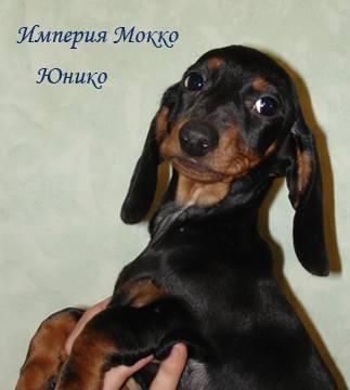 Щенки таксы стандартной г/ш.Мальчики и девочки Москва