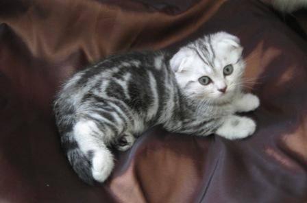 Элитные шотландские вислоухие котята 2 мес Кострома