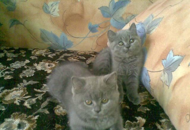 Котята британцы Челябинск