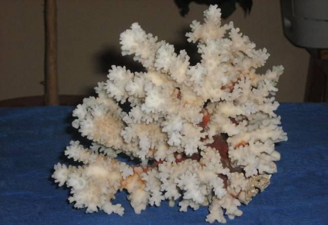 Коралл Москва