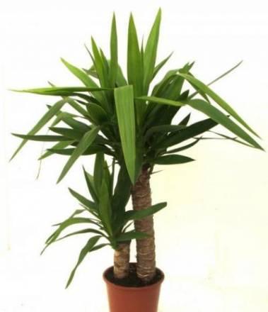 Растения для Вашего дома Москва