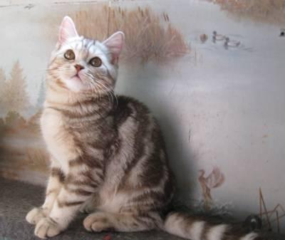Британский котик 6 мес Москва