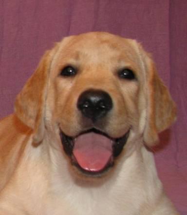 Лабрадора щенки 3.5 месяца Москва