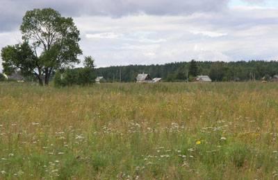 Участок 3,6 га. дер.Желча Гдов