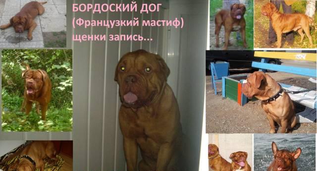 Бордоский дог(Французкий мастиф) Щенки Москва