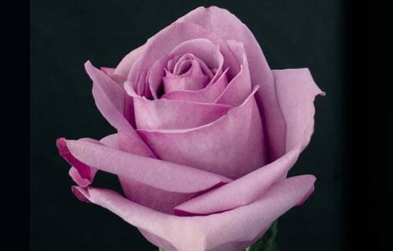 Аренда мест для цветов в холодильной камере Москва