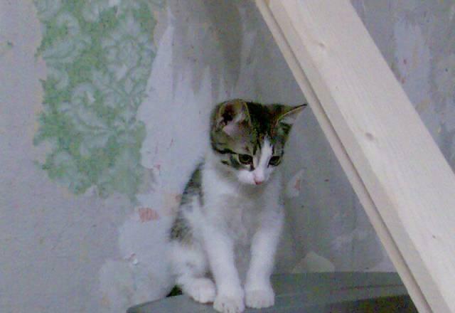 Котенок в хорошие руки Санкт-Петербург