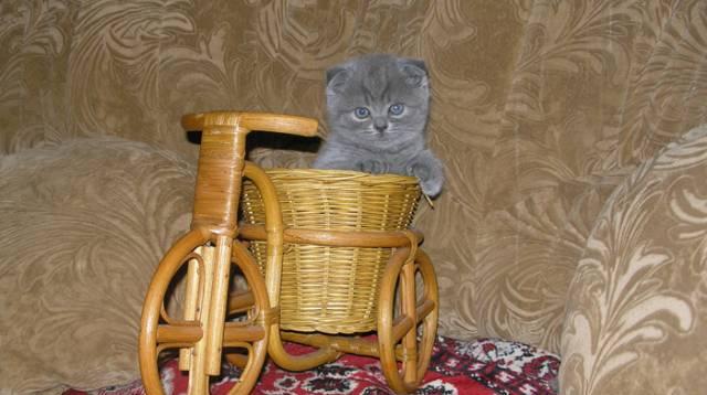 Шотланский  вислоухий  котик  голубого окраса Москва