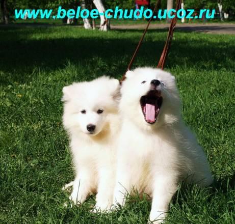 Cамоед (щенки) от 25000руб Москва