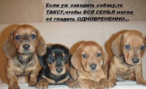 ЩЕНКИ ТАКСЫ Москва