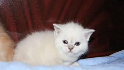 Котята редчайших окрасов, для модных людей Нижний Новгород
