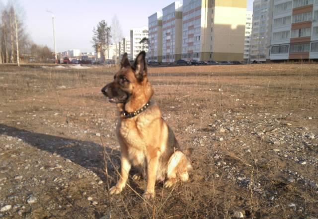 Немецкая овчарка Пермь