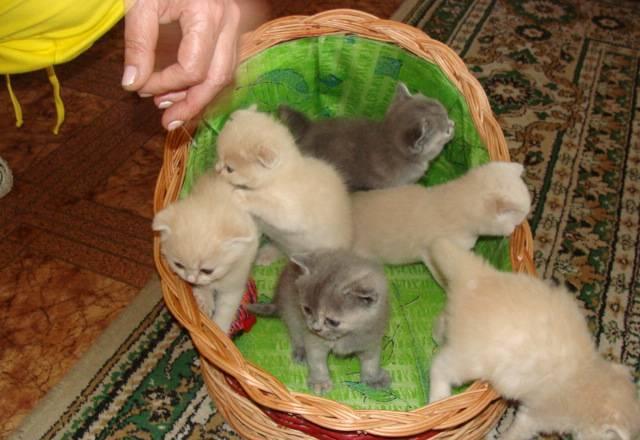 Котята Владивосток