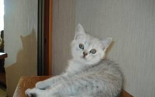 Британские и Шотландские вислоухие котята Москва