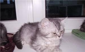 Плюшевые  экзотические  котята Москва