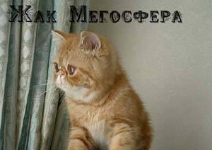 Экзотический коротошерстный котик Москва