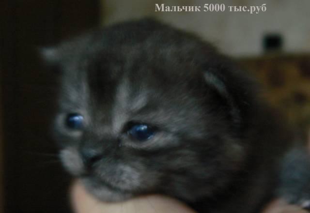 Котёнок Рязань