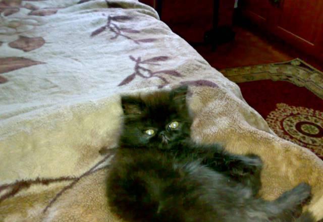 Персидский котенок мальчик 2 месяца Нижний Новгород